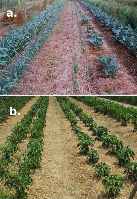 importance of staking in agriculture|Effects of Intercropping, Mulching and Staking on Growth and .